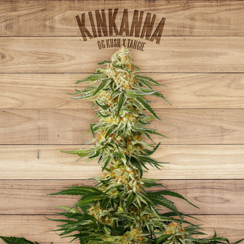 Kinkanna - Féminisée - The Plant Organic Seeds - Graines de Collection