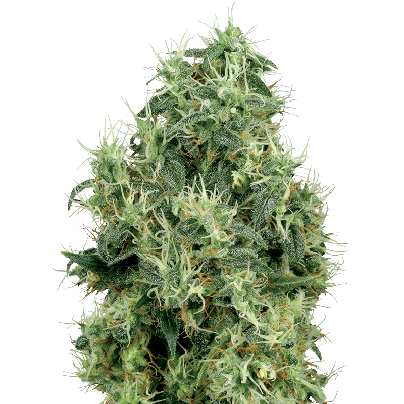 White Gold - Féminisée - Sensi Seeds White Label