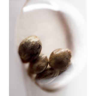 White Gold - Féminisée - Sensi Seeds White Label