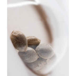 Purple Haze - Féminisée - Sensi Seeds White Label