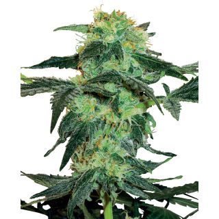 White Ice - Féminisée - Sensi Seeds