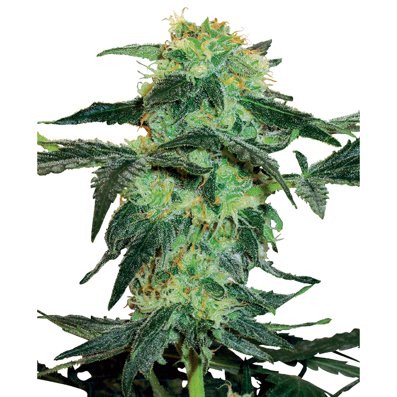 White Ice - Féminisée - Sensi Seeds