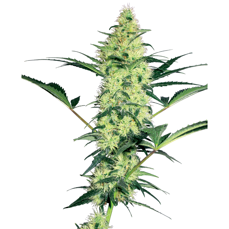 White Diesel - Féminisée - Sensi Seeds White Label