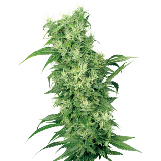 Female Mix - FEM - Sensi Seeds White Label