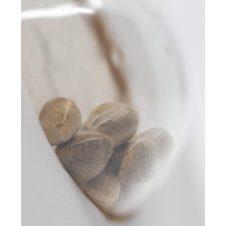 Female Mix - Féminisée - Sensi Seeds White Label