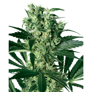 X Haze - Féminisée - Sensi Seeds White Label