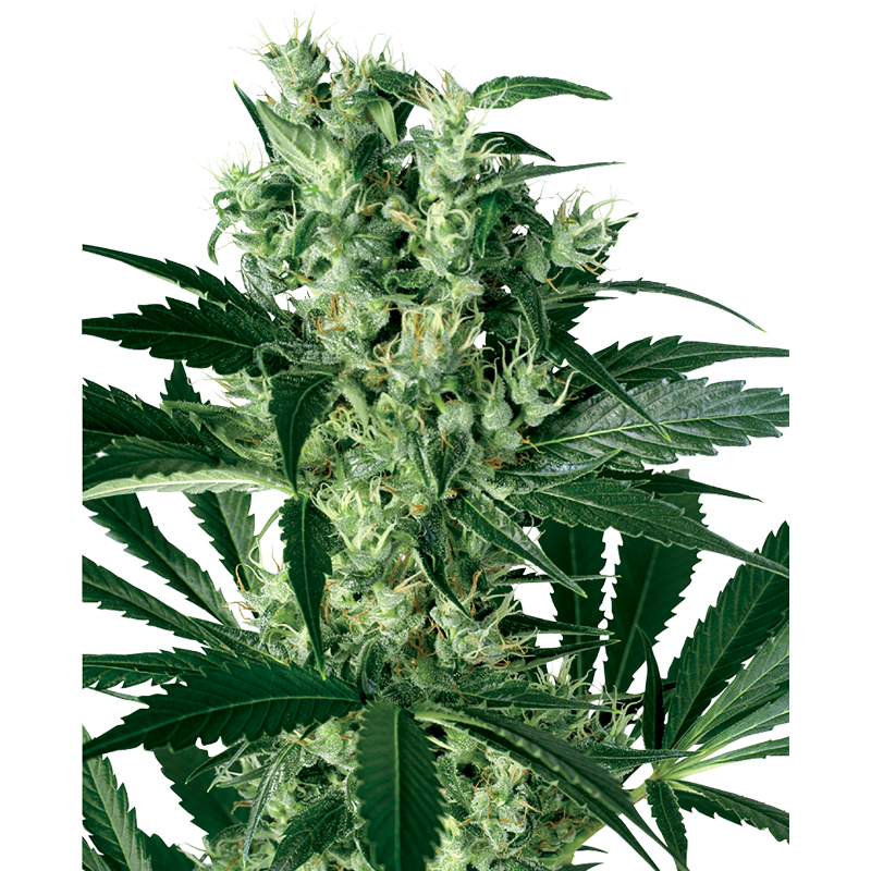 X Haze - Féminisée - Sensi Seeds White Label