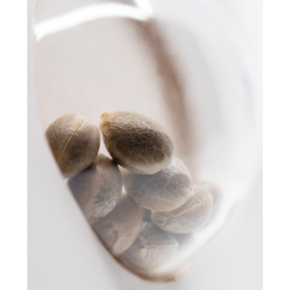 X Haze - Féminisée - Sensi Seeds White Label
