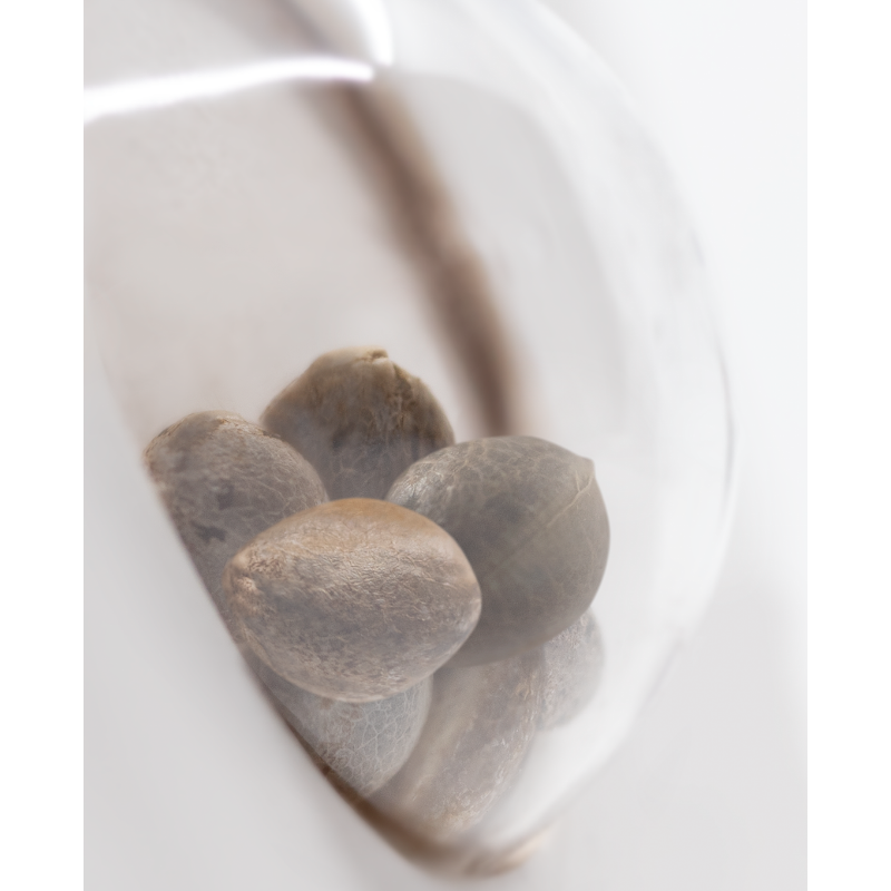 OG Kush - Féminisée - Sensi Seeds White Label