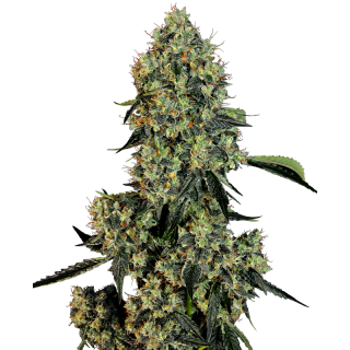 OG Kush - FEM - Sensi Seeds White Label