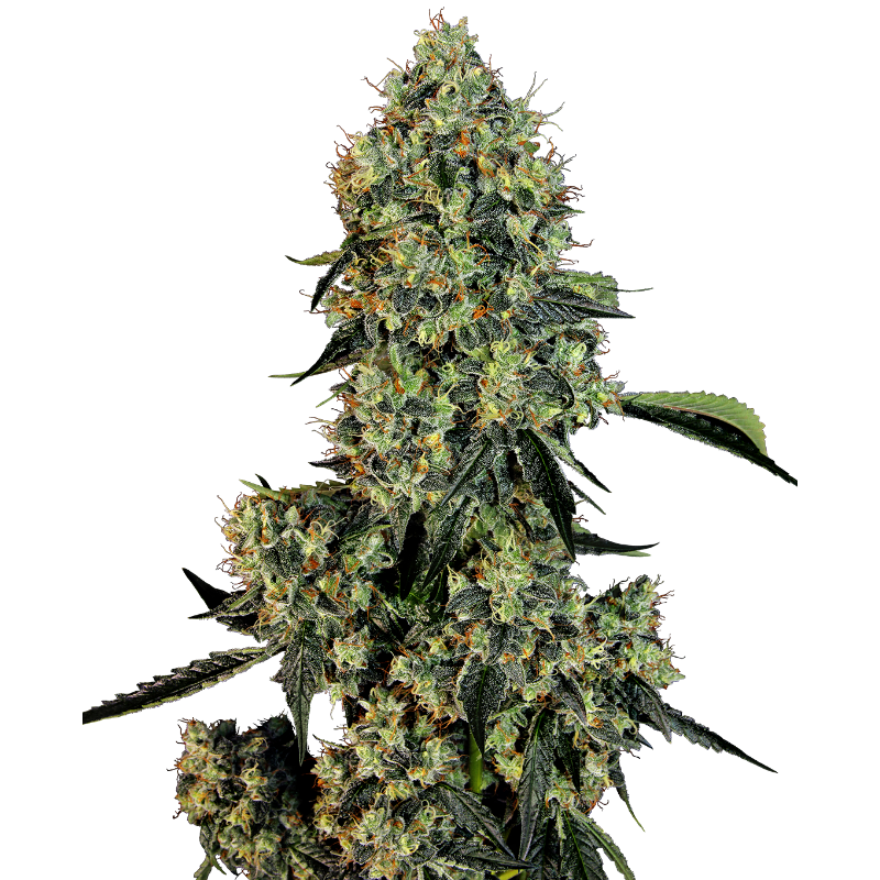 OG Kush - FEM - Sensi Seeds White Label