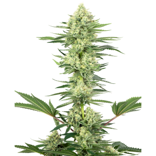 White Gorilla Haze - FEM - Sensi Seeds