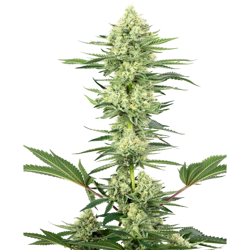 White Gorilla Haze - Féminisée - Sensi Seeds