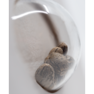 White Gorilla Haze - Féminisée - Sensi Seeds
