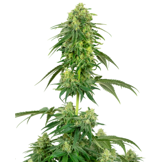 Strawberry Kush - FEM - Sensi Seeds