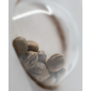 Girl Scout Cookies - Féminisée- White label Sensi Seeds
