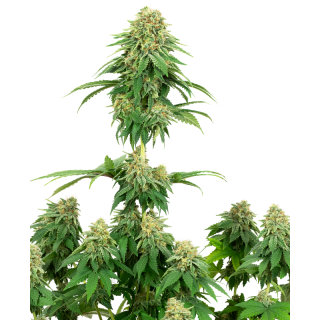 Girl Scout Cookies - FEM - White label Sensi Seeds Graines de Collection