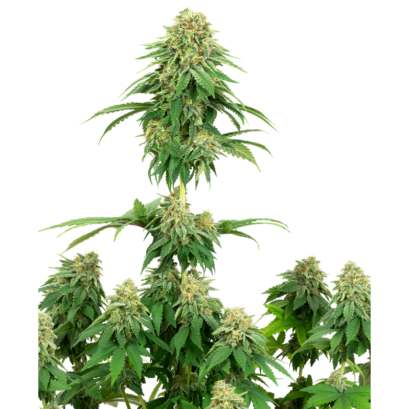 Girl Scout Cookies - Féminisée- White label Sensi Seeds