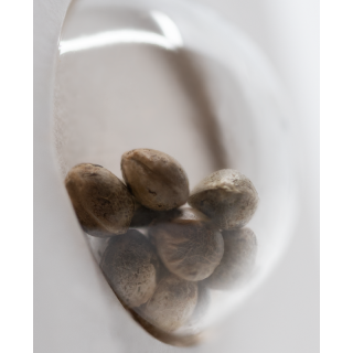 Gelato No 420 - Féminisée - White label Sensi Seeds