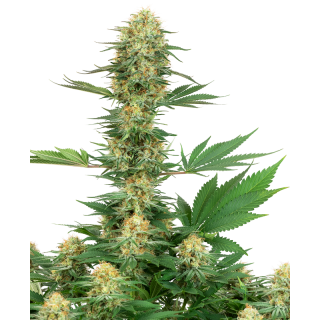 Gelato No 420 - FEM - White label Sensi Seeds Graines de Collection
