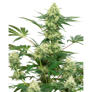 Wedding Cheesecake - FEM - Sensi Seeds