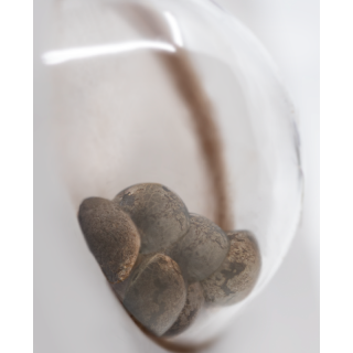 Banana Kush - Féminisée - White label Sensi Seeds