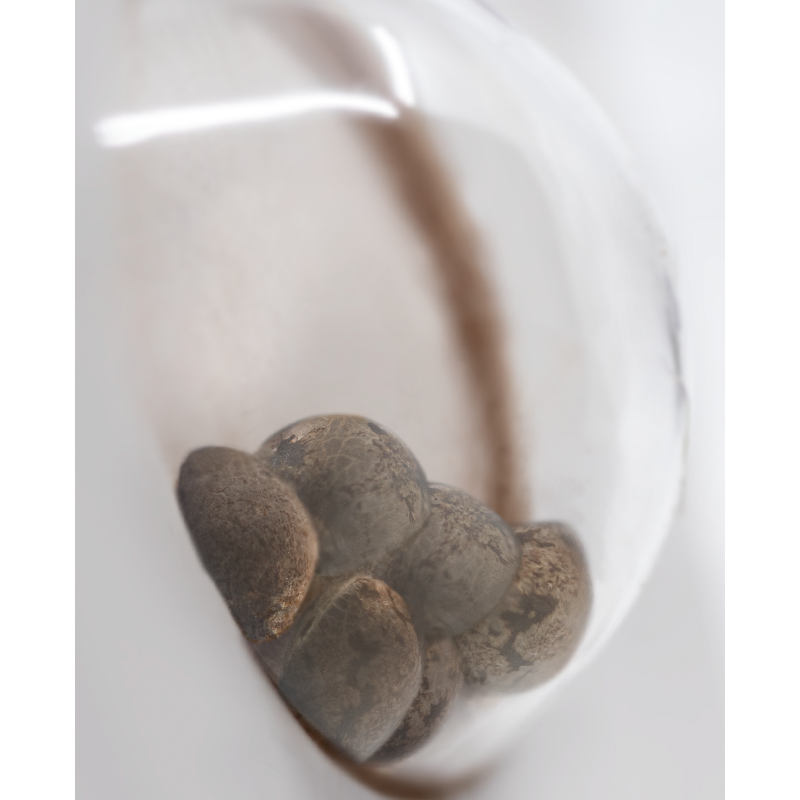 Banana Kush - Féminisée - White label Sensi Seeds
