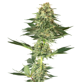 Banana Kush - Féminisée - White label Sensi Seeds