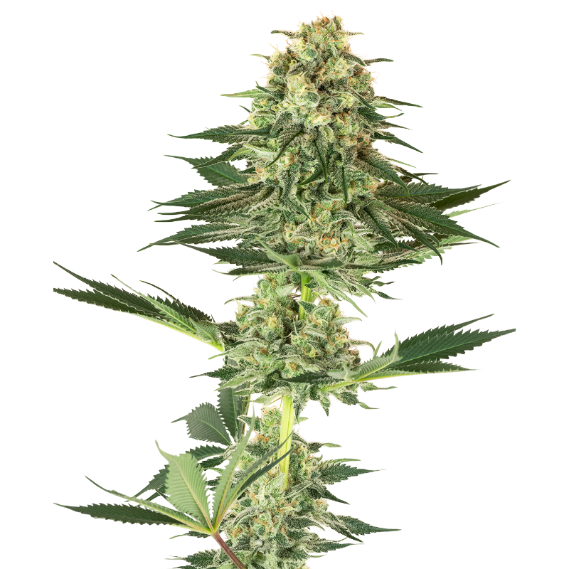 Banana Kush - Féminisée - White label Sensi Seeds