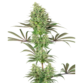 Double Banana Kush - FEM - White label Sensi Seeds Graines de Collection