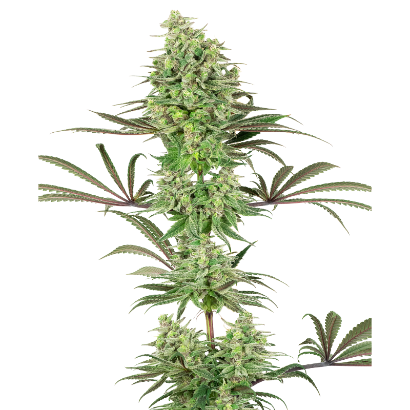 Double Banana Kush - Féminisée - White label Sensi Seeds