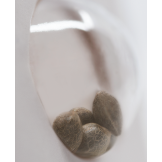 Double Banana Kush - Féminisée - White label Sensi Seeds