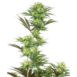 Guava Jelly - Féminisée - White label Sensi Seeds