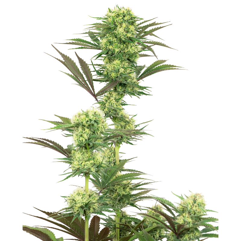 Guava Jelly - Féminisée - White label Sensi Seeds