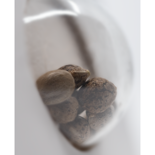 Guava Jelly - Féminisée - White label Sensi Seeds