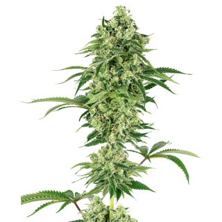 Nicole Hindu Kush - FEM - Sensi Seeds