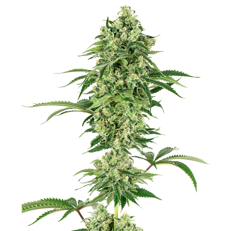 Nicole Hindu Kush - FEM - Sensi Seeds