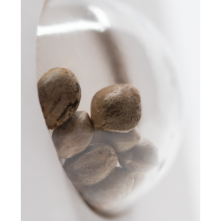Nicole Hindu Kush - FEM - Sensi Seeds