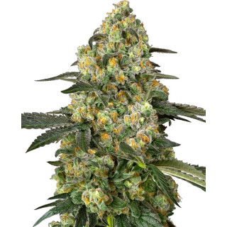 Big Berry Bliss - FEM - Sensi Seeds
