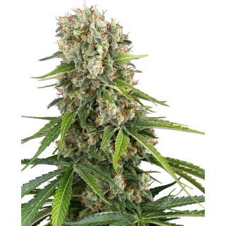 Blue Sunset - FEM - Sensi Seeds