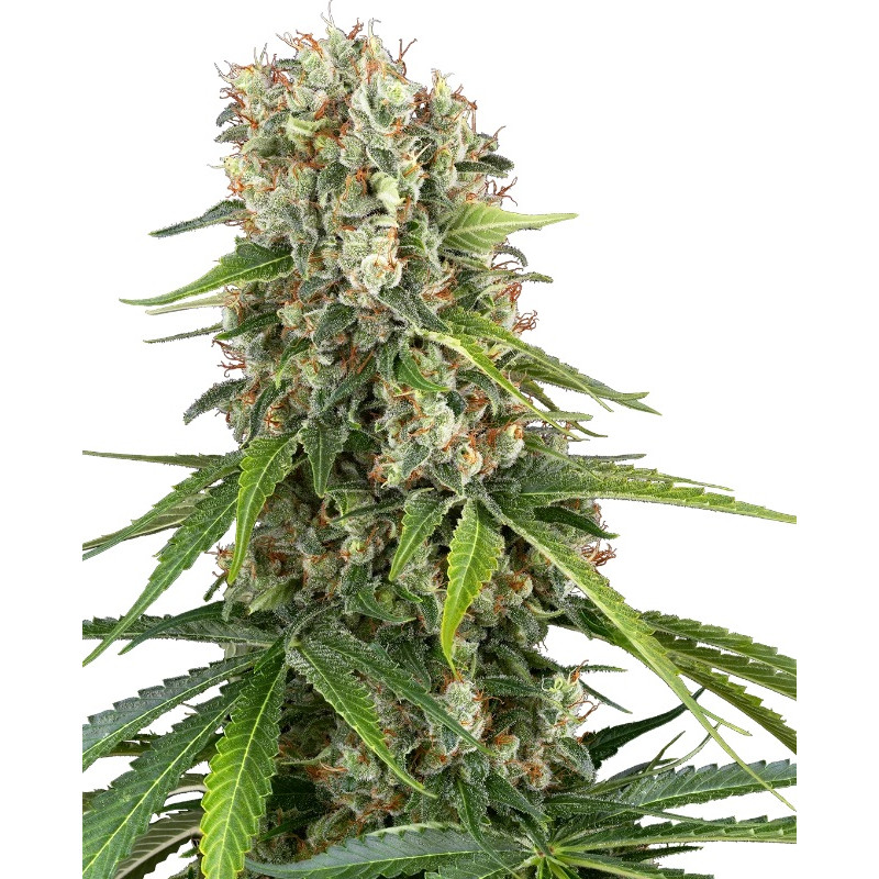 Blue Sunset - Féminisée - Sensi Seeds