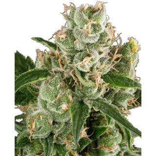 California Haze - FEM - Sensi Seeds