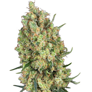 Candy Hash - Féminisée - Sensi Seeds