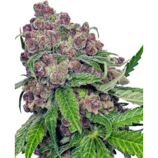 Cherry Bacio - Féminisée - Sensi Seeds
