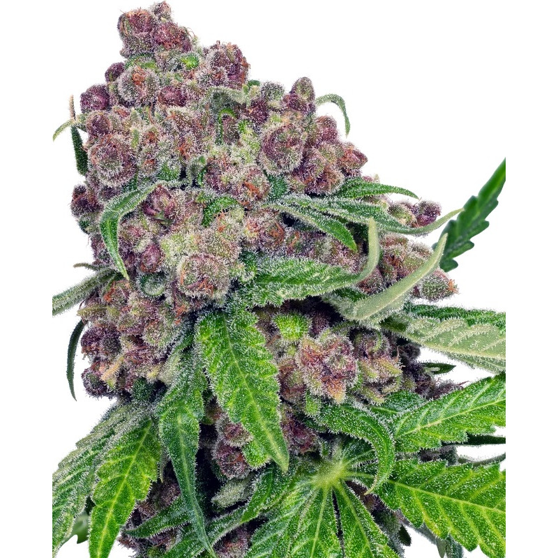 Cherry Bacio - Féminisée - Sensi Seeds