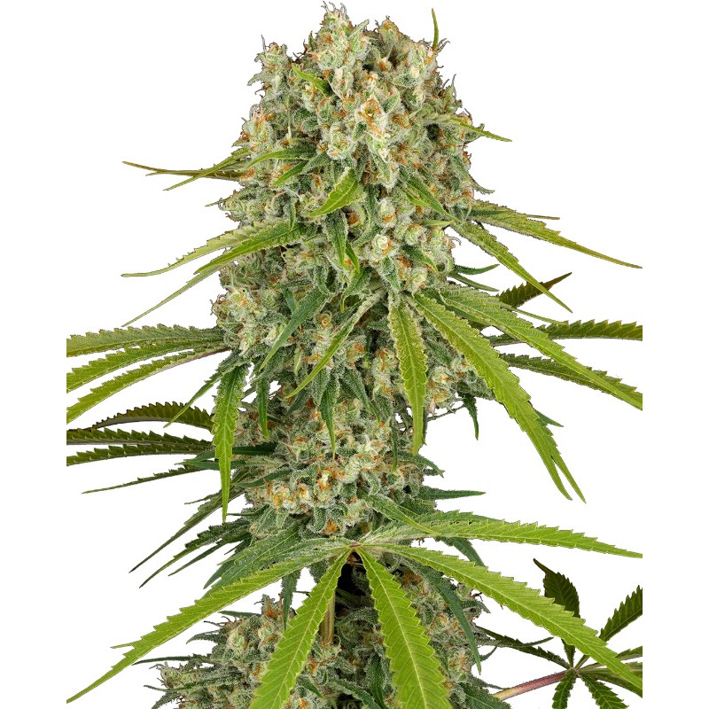 LA Sugar - Féminisée - Sensi Seeds