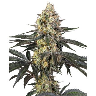 Purple Papaya Paradise - Féminisée - Sensi Seeds