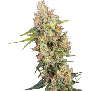 Raspberry Critical Kush - FEM - Sensi Seeds