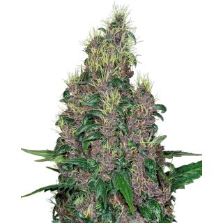 Mandarine Jam - Féminisée - Sensi Seeds