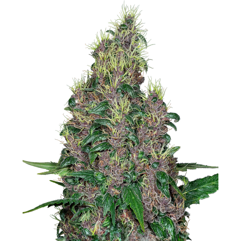 Mandarine Jam - Féminisée - Sensi Seeds